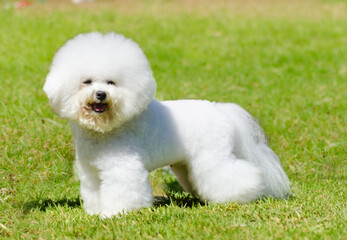 Profile view of a small beautiful and adorable bichon frise dog standing on the grass looking cheerful. - obrazy, fototapety, plakaty