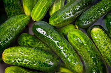 Fresh juicy clean cucumbers lying tightly next to each other. Preparing for conservation and salting.