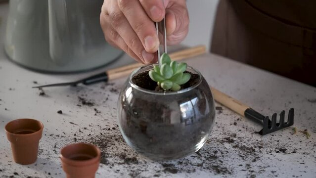 Man's hands using tweezers to repot a mini Pachyphytum compactum, Little Jewel succulent plant. Home gardening.