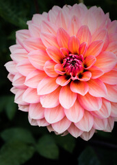 Dahlias In Full Bloom At Eythrope Gardens On The Waddesdon Manor Estate