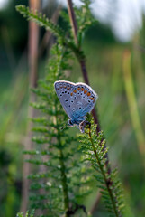 A small butterfly common blue sits on a spikelet of grass. Nature background