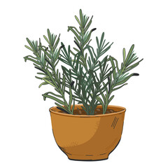 Rosemary aromatic plant in flower pot, sketch hand drawn vector illustration isolated.