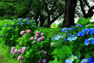 岩手県北上市　展勝地公園の紫陽花