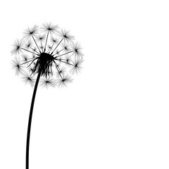 Silhouette of a simple single dandelion on a white background.