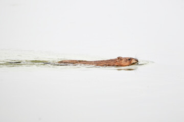 Muskrat rodent swimming (Ondatra zibethicus)