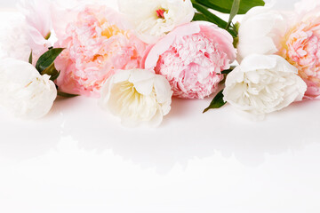 Romantic banner, delicate white peonies flowers close-up. Fragrant pink petals