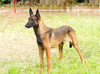 A young, beautiful, black and mahogany Belgian Shepherd Dog standing on the lawn. Belgian Malinois are working dogs, very intelligent and used in military and police.
