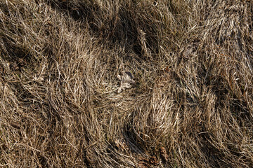 Closeup of old aged dry grass straw texture background