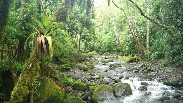 Bromeliad Tropical Plant on Tree with Rainforest River Scenery in Costa Rica, Beautiful Nature and Jungle Landscape, Savegre, San Gerardo De Dota, Central America