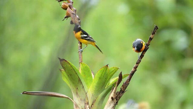 Pair of Two Tropical Birds in Costa Rica, Baltimore Oriel (icterus galbula), Colourful Bird Couple in Rainforest, Perched Perching on a Branch at San Gerardo de Dota, Costa Rica, Central America