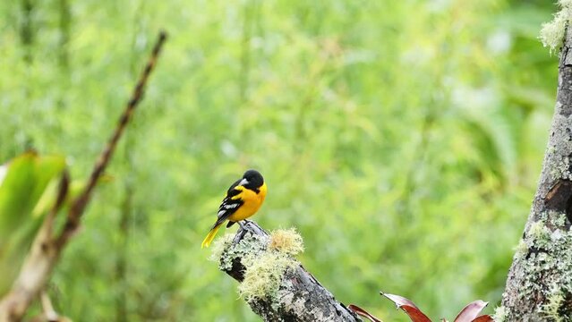 Tropical Bird in Costa Rica, Baltimore Oriel (icterus galbula), Colourful Yellow Exotic Bird in Rainforest, Perched Perching on a Branch, Costa Rica Wildlife at San Gerardo de Dota, Central America
