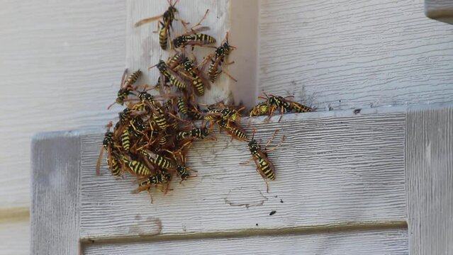 Close Up of Swarm of Wasps on side of Building In Backyard