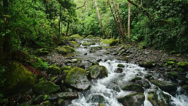 Rainforest River Landscape in Costa Rica, Beautiful Nature and Tropical Jungle Scenery with Water Flowing, Savegre, San Gerardo De Dota, Central America