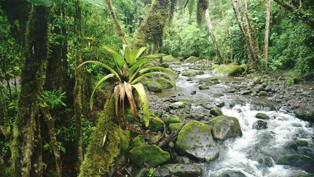 Bromeliad Tropical Plant on Tree with Rainforest River Scenery in Costa Rica, Beautiful Nature and Jungle Landscape, Savegre, San Gerardo De Dota, Central America