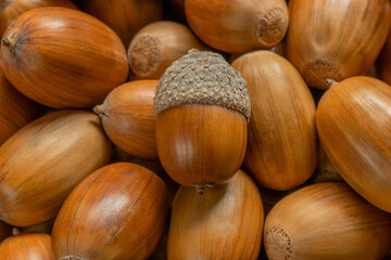 heap of acorns with acorn on top