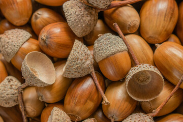 A lot of acorns on heap