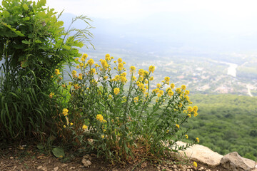 Barbarea arcuata on Una-koz ridge in Caucasus