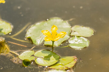 Obraz na płótnie Canvas Yellow water lily flowers grow on water. Water lily leaves with small yellow flowers on the surface of the lake.