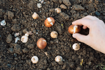 hands holding tulip bulbs before planting in the ground