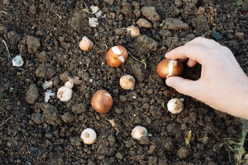 hands holding tulip bulbs before planting in the ground