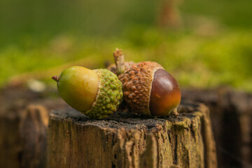 one green and one brown acorn on a tree stump
