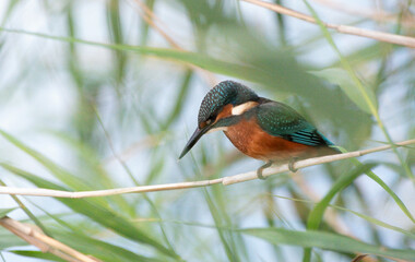 Kingfisher Watching from Reeds