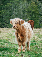 Young Highland cattle