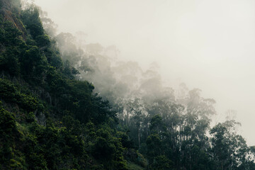 Beautiful scenery of forests in foggy weather during a summer day in Madeira, Portugal. Madeira is a great destination for hiking and outdoor activites.
