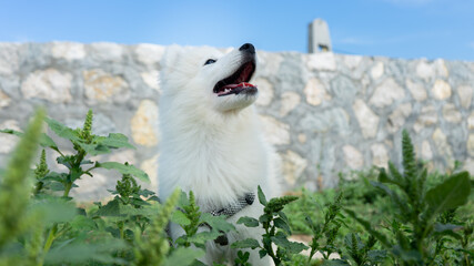 Siberian Samoyed Puppy looking up in grass