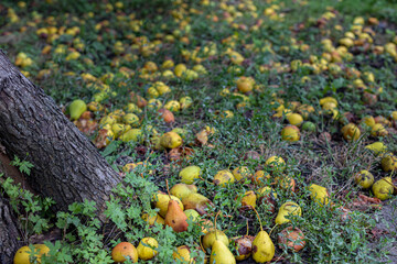 an overripe pear lies on the grass under a tree