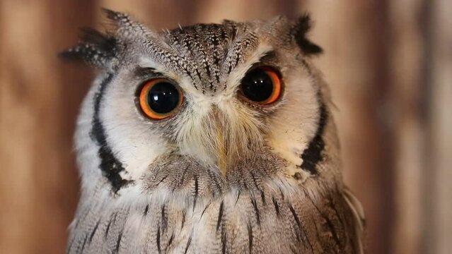 Close up of owl, watching peacefully and wisely with blurred background.