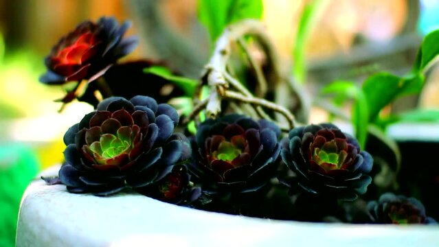 Exotic black flowers, located at flower pot holder and under sunshine.
