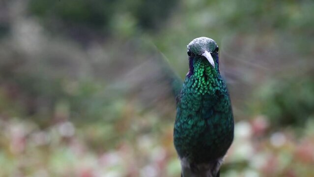 Costa Rica Volcano Hummingbird (selasphorus flammula) Flying in the Air and Looking at Camera, Colourful Exotic Birds in Flight, Birdwatching Wildlife Holiday Vacation in Central America