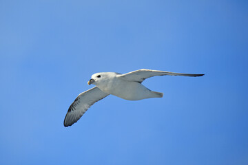 Eissturmvogel (Fulmarus glacialis) 