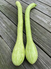 trombocino zucchetto heirloom squash