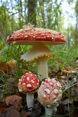 spotted toadstools in the woods