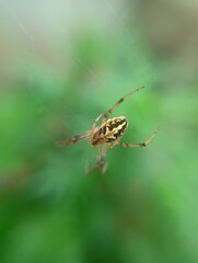spider on a web