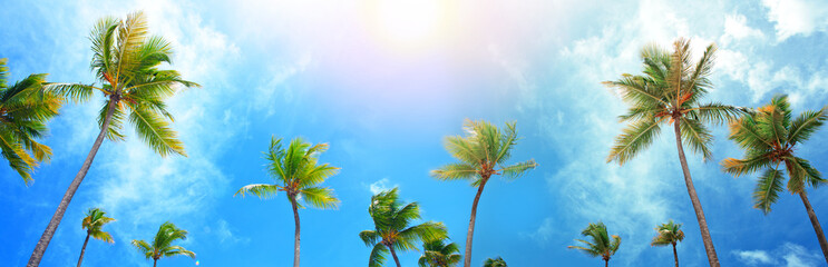 Coconut palm trees on blue sky with white clouds and sunlight.