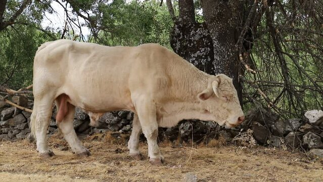 terneros vacunos de carne junto al toro semental