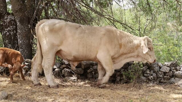 toro semental vacuno pastando libre en el prado