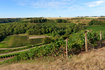 Fototapeta na wymiar Sancerre vineyard in the Loire valley
