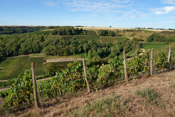 Fototapeta na wymiar Sancerre vineyard in the Loire valley