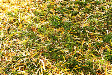Fallen yellow willow leaves on green grass natural background fall is coming copy space © Lena_viridis