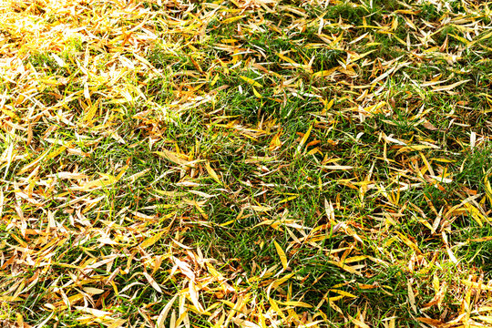 Fallen yellow willow leaves on green grass natural background fall is coming copy space