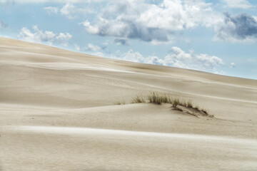 Sandy dune with a clump of grass and blue sky with white clouds. Lacka dune in Slowinski National Park in Poland, a miracle of nature. Traveling dune in sunny summer day. - obrazy, fototapety, plakaty