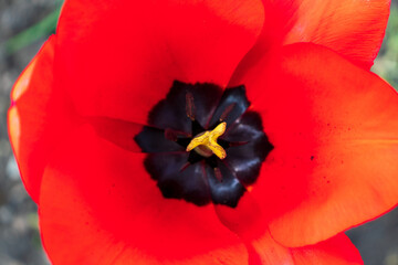 Red tulips. Tulips background. Dark tulips. Floral backdrop. Blooming tulip. Tulip buds.