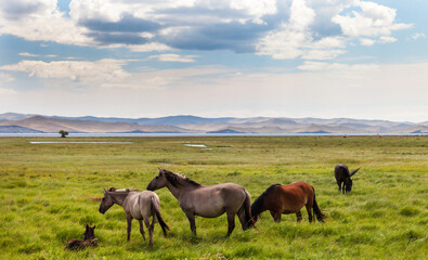 Horses with foals graze in a green meadow at the mouth of the Sarma River on the shore of the Small Sea Strait of Baikal Lake on a summer day