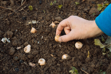 a hand holds a muscari bulb before planting in the ground