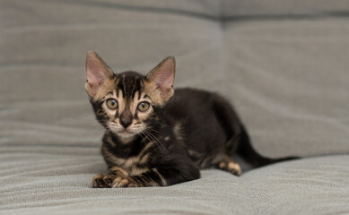 a Bengali kitten looks at the camera while lying on the couch