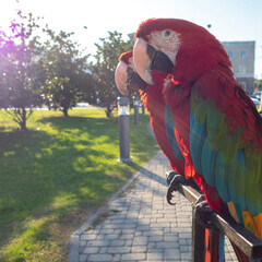 Two beautiful bright macaw parrots, parrots on the street with bright red feathers